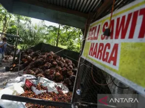 Indonesia Setop Ekspor CPO, Pasar Sawit Dunia Panik